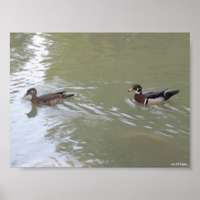Schwimmende Enten Poster (Vorne)