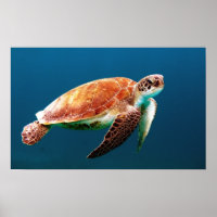 SCHWIMMENDE MEERKÜCHE