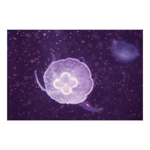 Schwimmende Qualle Fotodruck