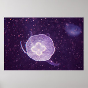 Schwimmende Qualle Poster