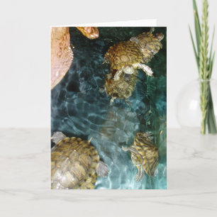 "Schwimmende Schildkröten" Dankeschön Karte