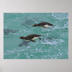 Schwimmende Schlinge-Pinguine Poster