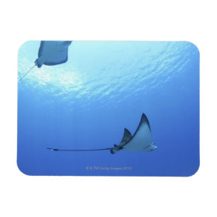 Schwimmende Strahlen, Saipan, Northern Mariana Magnet