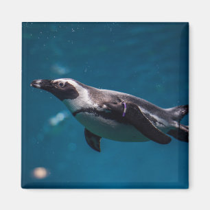 Schwimmender Pinguin im Meer. Magnet