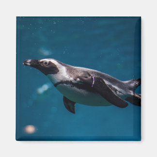 Schwimmender Pinguin im Meer. Magnet