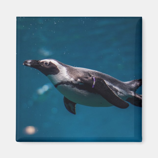 Schwimmender Pinguin im Meer. Magnet (Vorne)