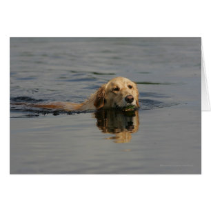 Schwimmendes golden retriever
