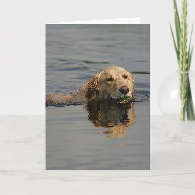 Schwimmendes golden retriever karte (Vorderseite)