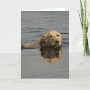 Schwimmendes golden retriever karte