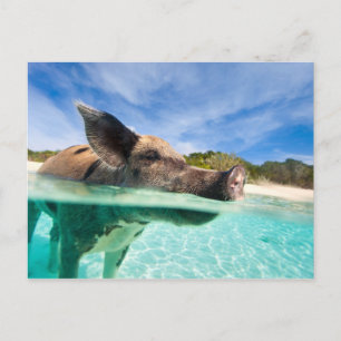 Schwimmendes Schwein von Exuma Postkarte