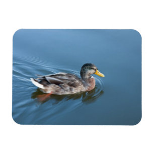 Schwimmenente Magnet