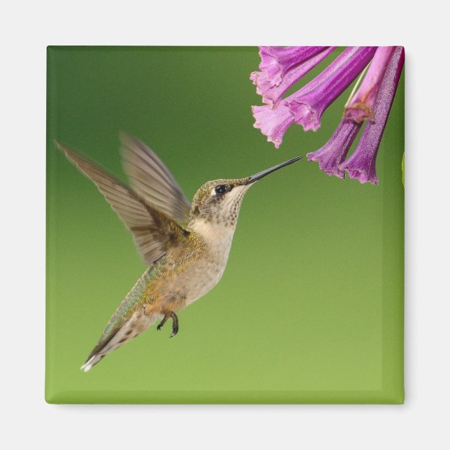 Schwimmer Hummingbird mit violetten Blumen Magnet (Vorne)