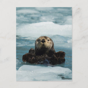 Schwimmer Postkarte