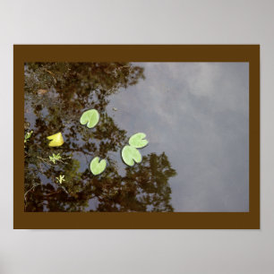 Schwimmer-Wasserlilien-Plakat Poster
