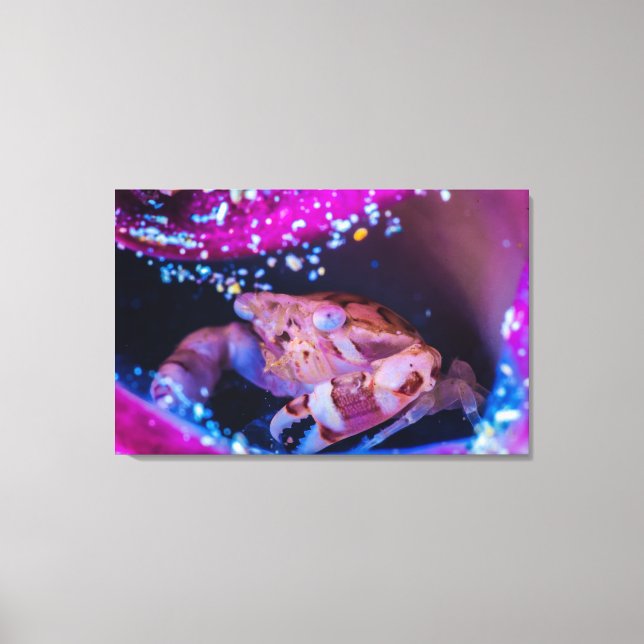 Schwimmerkrebs (Lissocarcinus laevis Miers, 1886) Leinwanddruck (Vorderseite)