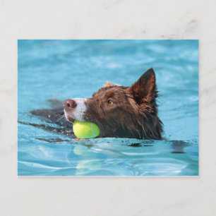 Schwimmgrenzenkolonie Postkarte
