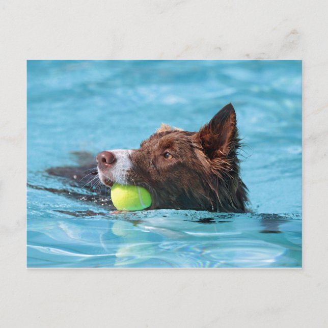 Schwimmgrenzenkolonie Postkarte (Vorderseite)
