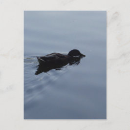 Schwimmhalle am See, Natur Bird Blauer Wildlife Postkarte