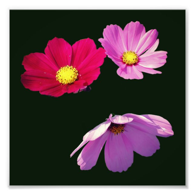 Schwimmkosmos Daisy Blume Trio 8x8 Fotodruck (Vorne)