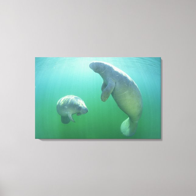 Schwimmpaare mit florida manatees leinwanddruck (Vorderseite)
