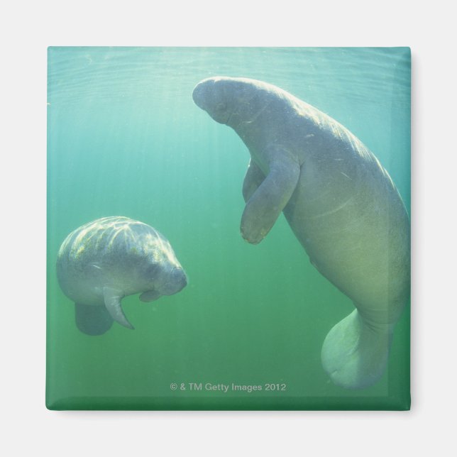 Schwimmpaare mit florida manatees magnet (Vorne)