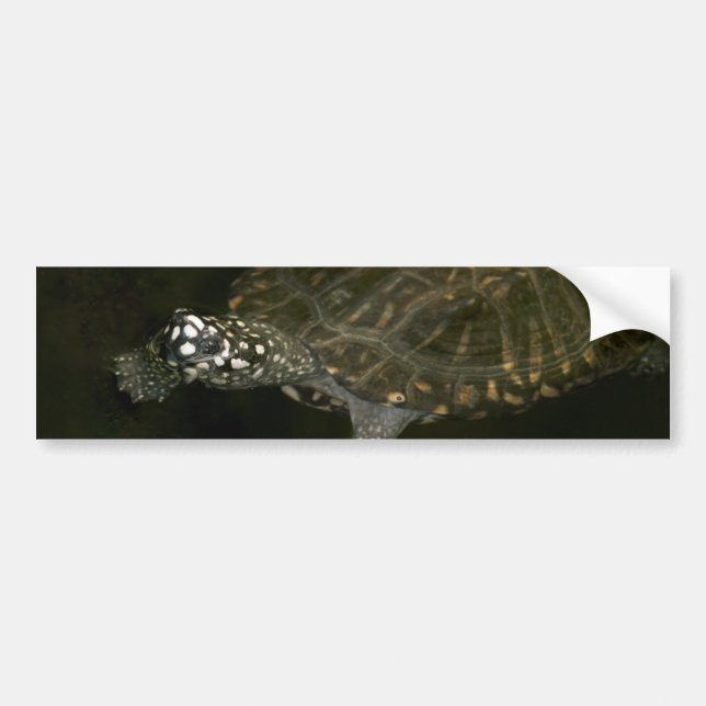 Schwimmschildkröte Autoaufkleber (Vorne)