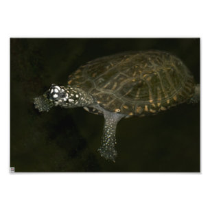 Schwimmschildkröte Fotodruck