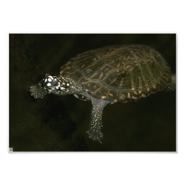 Schwimmschildkröte Fotodruck (Vorne)