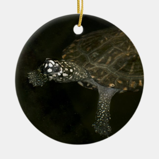 Schwimmschildkröte Keramikornament (Vorne)