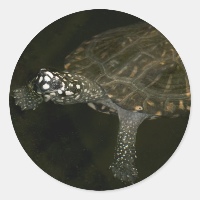 Schwimmschildkröte Runder Aufkleber (Vorderseite)