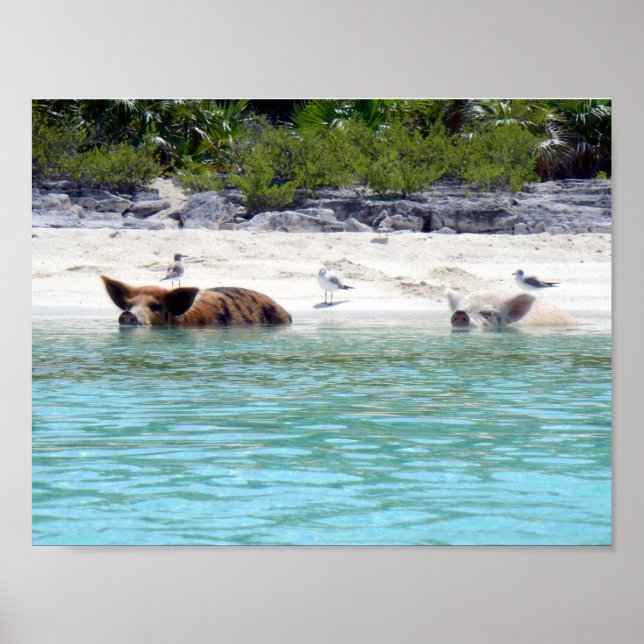 Schwimmschweine in Strandposter Poster (Vorne)