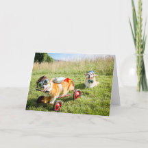 Scientist Corgis auf einem Hügel Blankogrüße