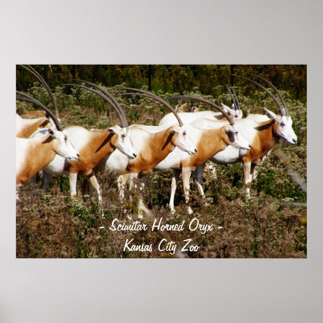Scimitar Horned Oryx Poster Print (Vorne)