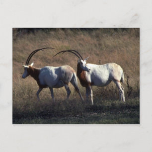 Scimitar-Horned Oryx Postkarte