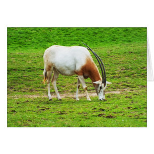 Scimitar oryx Tierkarte