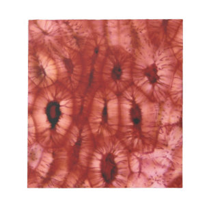 Sclerenchyma Zellen aus der Kirschgrube Notizblock