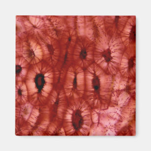 Sclerenchyma Zellen von einer Kirschgrube Magnet