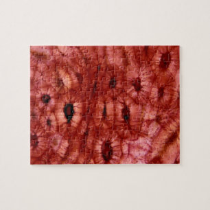 Sclerenchyma Zellen von einer Kirschgrube Puzzle