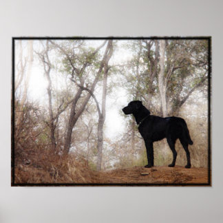 "Scooby"-Schutzkanine Bild/Print Poster