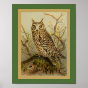 Scops Eulen-Vintage Vogel-Illustration Poster