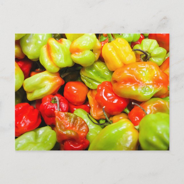 Scotch Bonnet Chili Paprikaschoten Postkarte (Vorderseite)