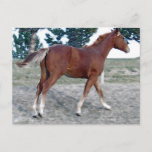 Scotch Boy Postkarte