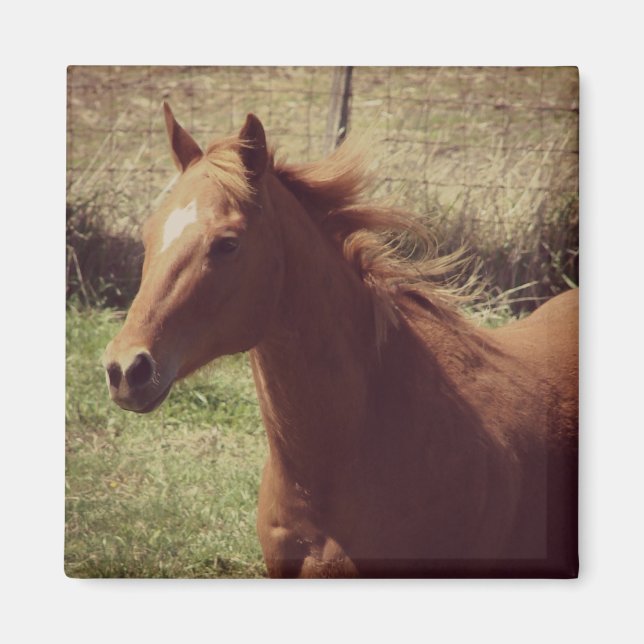 Scotch in Motion Magnet (Vorne)