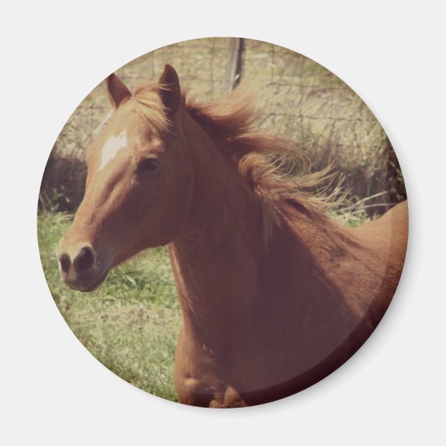 Scotch in Motion Magnet (Vorne)