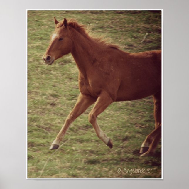 Scotch in Motion Poster (Vorne)