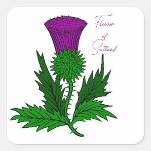 Scotch Thistle Square Stickers