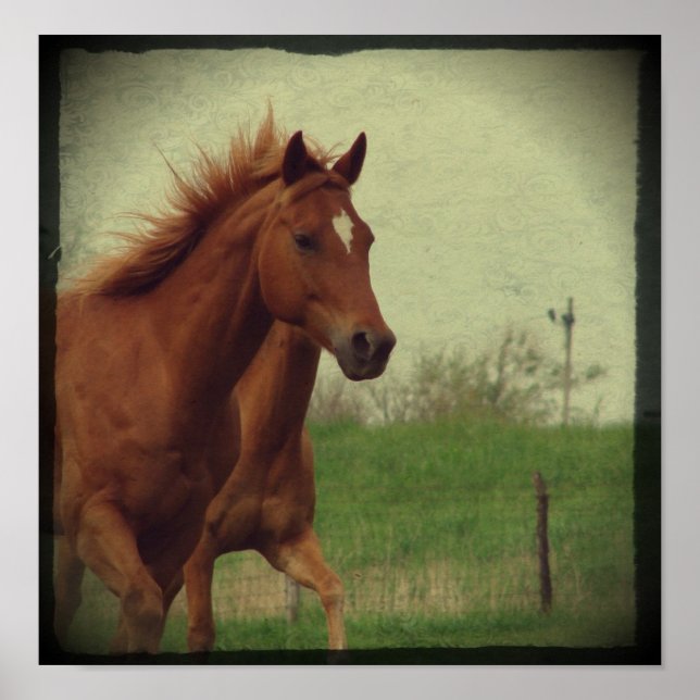 Scotch Trots Poster (Vorne)