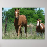Scotch und Blitzy Trot Towards Camera