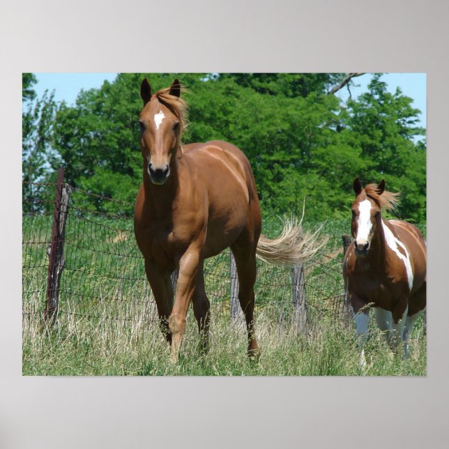 Scotch und Blitzy Trot Towards Camera Poster (Vorne)