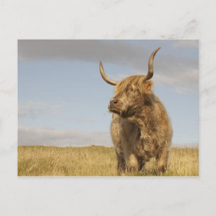 Scotland Cow Postcard Postkarte
